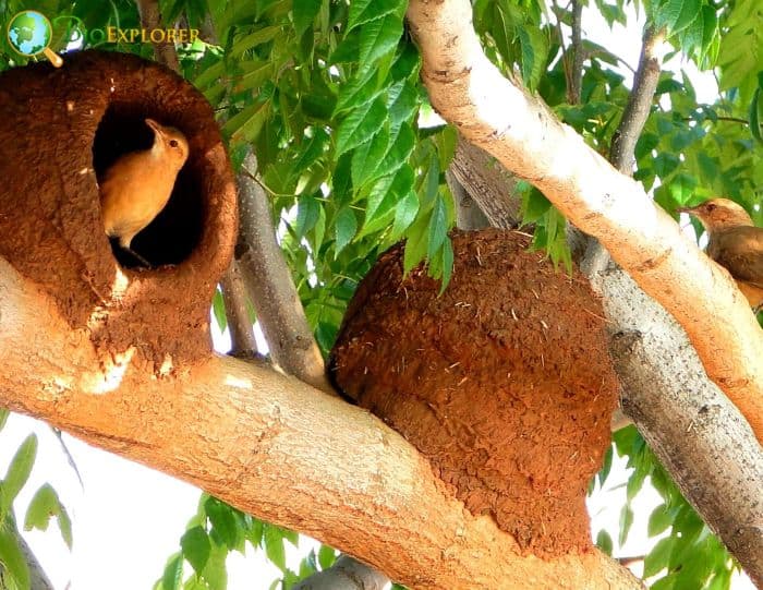 Rufous Hornero Function Of These Nests