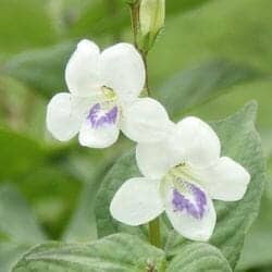 Rustweed flower (Tetrachondraceae)