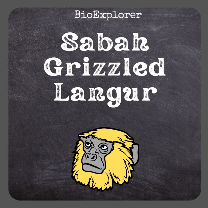 Saban Grizzled Langur