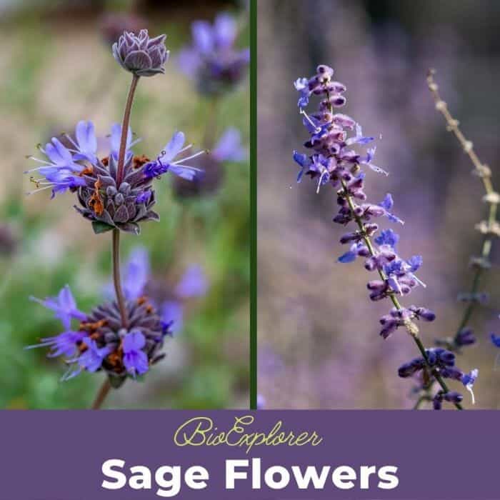 Sage Flowers