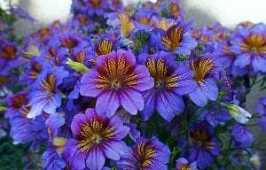 Salpiglossis Flowers