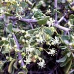 Salt Tree Flowers (Nitraria retusa)
