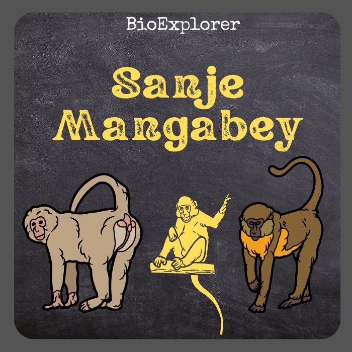 Sanje Mangabey