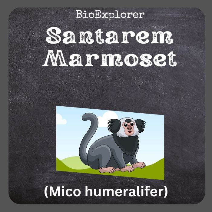 Santarem Marmoset