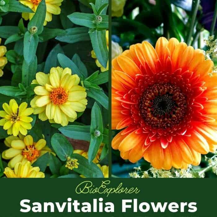 Sanvitalia Flowers