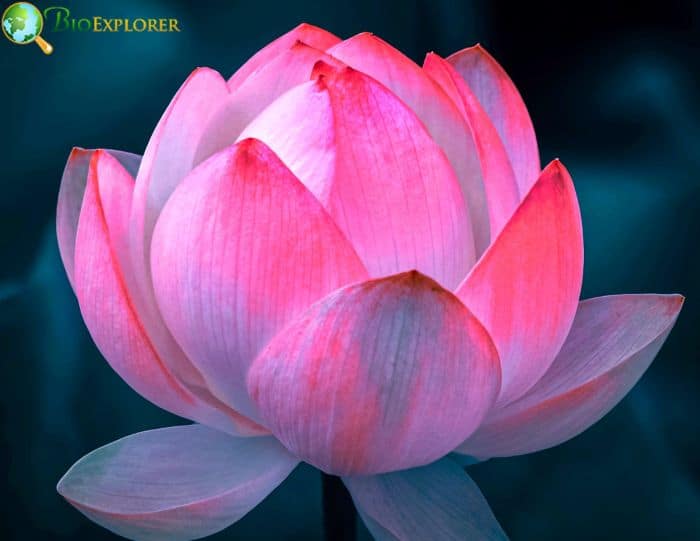 Scientific Studies On The Lotus Flower