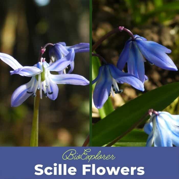 Scille Flowers