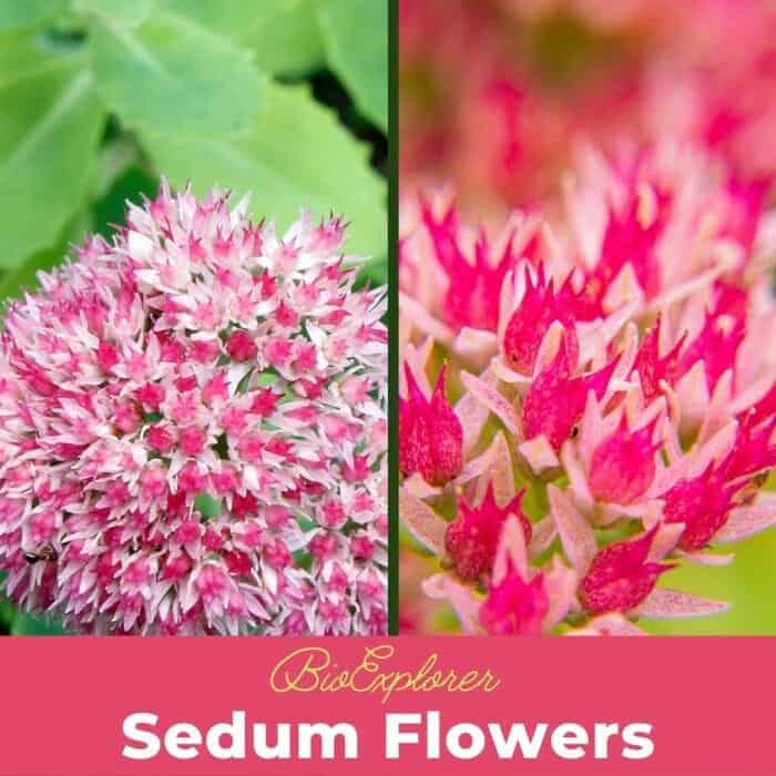 Sedum Flowers