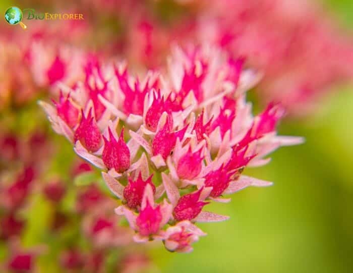 Sedum Flowers