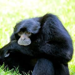 Siamang : taille, description, biotope, habitat, reproduction