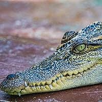 Siamese Crocodile