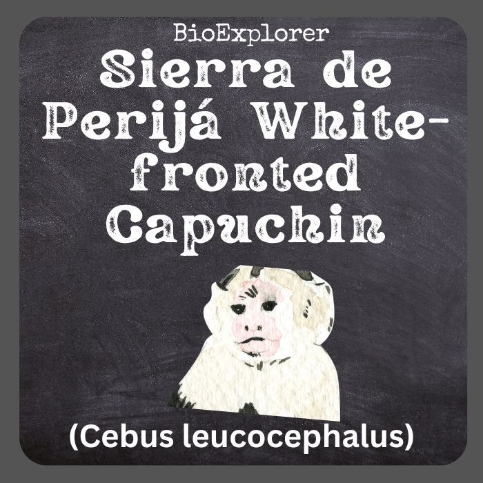 Sierra De Perijá White-fronted Capuchin