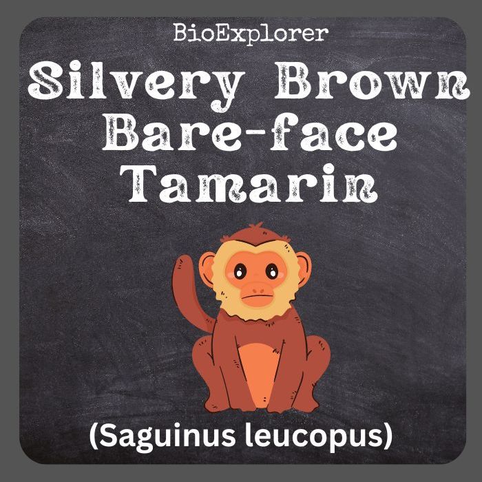 Silvery Brown Bare-face Tamarin