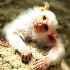 Silvery Marmoset