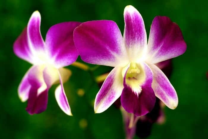 Singapore Orchid Flowers