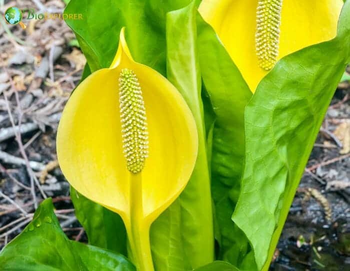 Skunk Cabbage Yellow Flowers