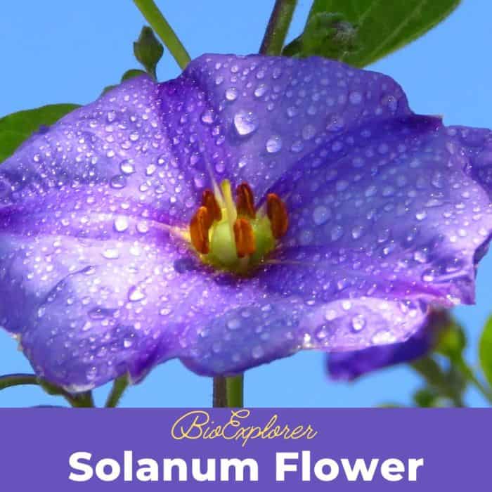 Solanum Flower