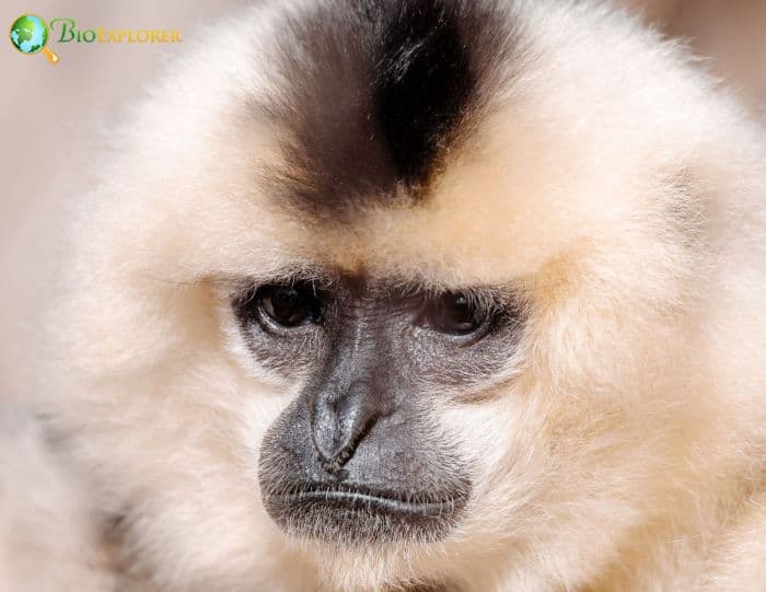 Southern Yellow Cheeked Gibbon 