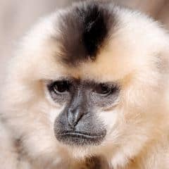 buff-cheeked gibbon