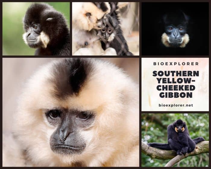Southern Yellow Cheeked Gibbon