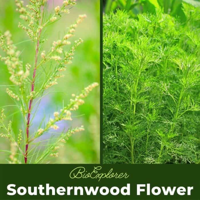 Southernwood Flowers