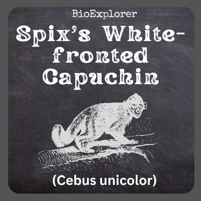 Spix's White-fronted Capuchin