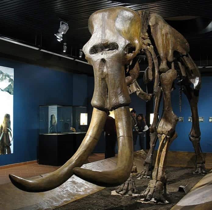 Elephant Evolution | From Moeritherium To Modern Day Elephants