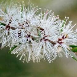 Stilbe flower (Stilbaceae)