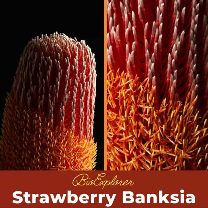 Strawberry Banksia