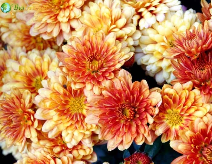 Symbolic Meaning Of Chrysanthemums
