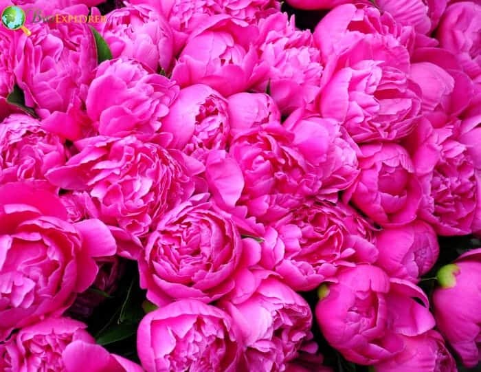 Symbolic Meaning Of Peonies