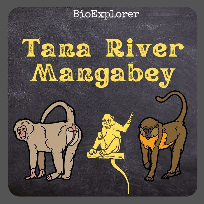 Tana River Mangabey