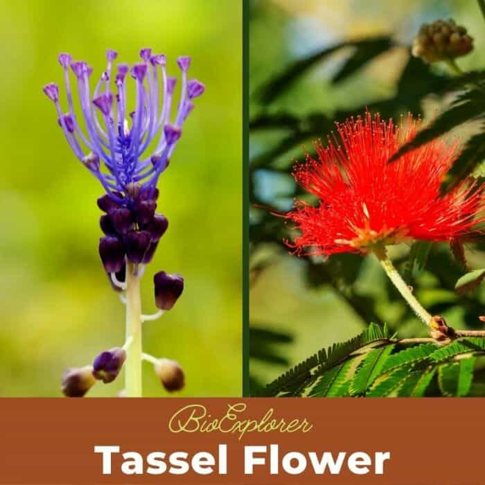 Tassel Flower