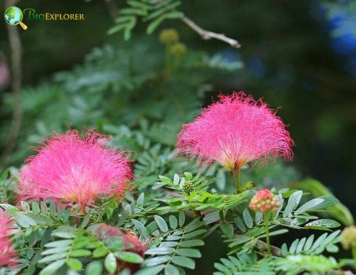 Tassel Flower Pink
