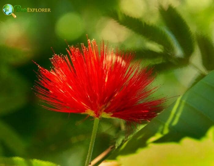 Tassel Flower Red