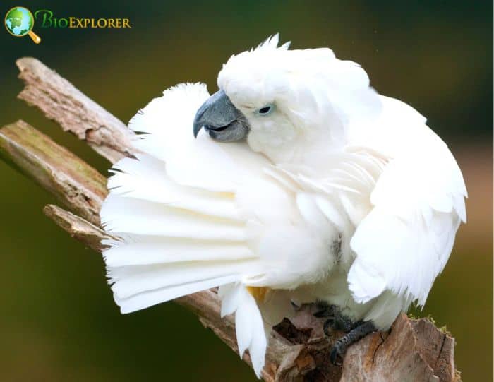 The Majestic White Cockatoo An Overview