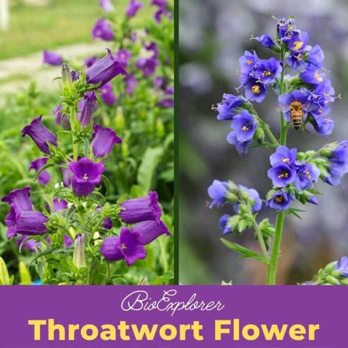 Throatwort