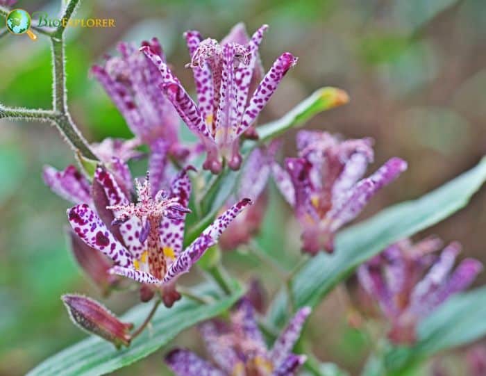 Toad Lily Flowers