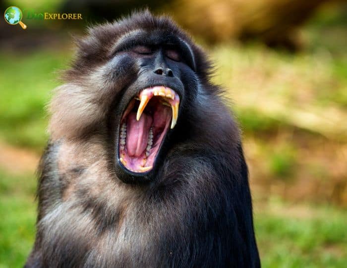 Tonkean Macaque Yawning