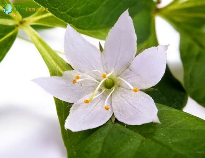Trientalis Flower