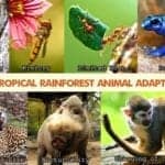 Tropical Rainforest Animal Adaptations