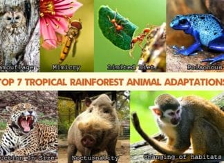 Tropical Rainforest Animal Adaptations