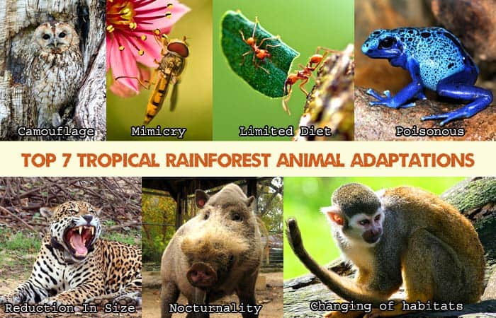 Top 7 Tropical Rainforest Animal Adaptations
