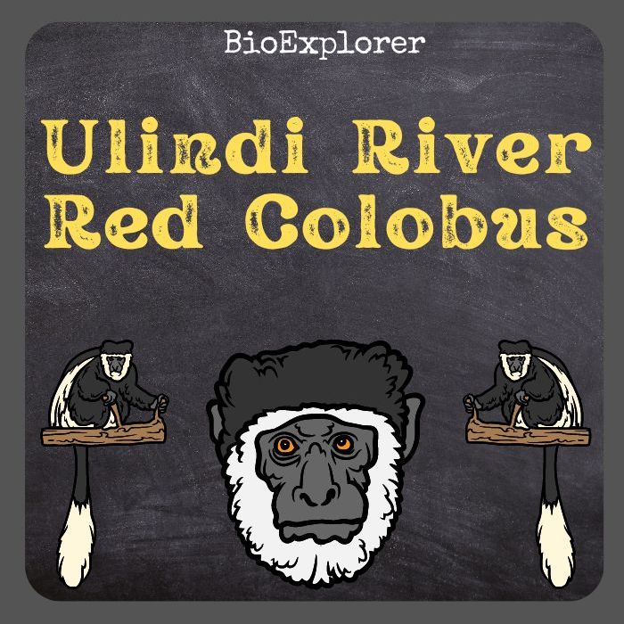 Ulindi River Red Colobus