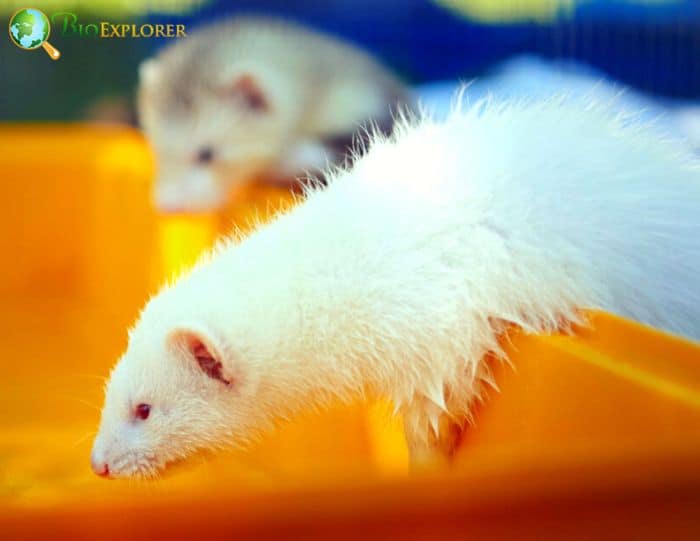 Understanding Albino Ferret