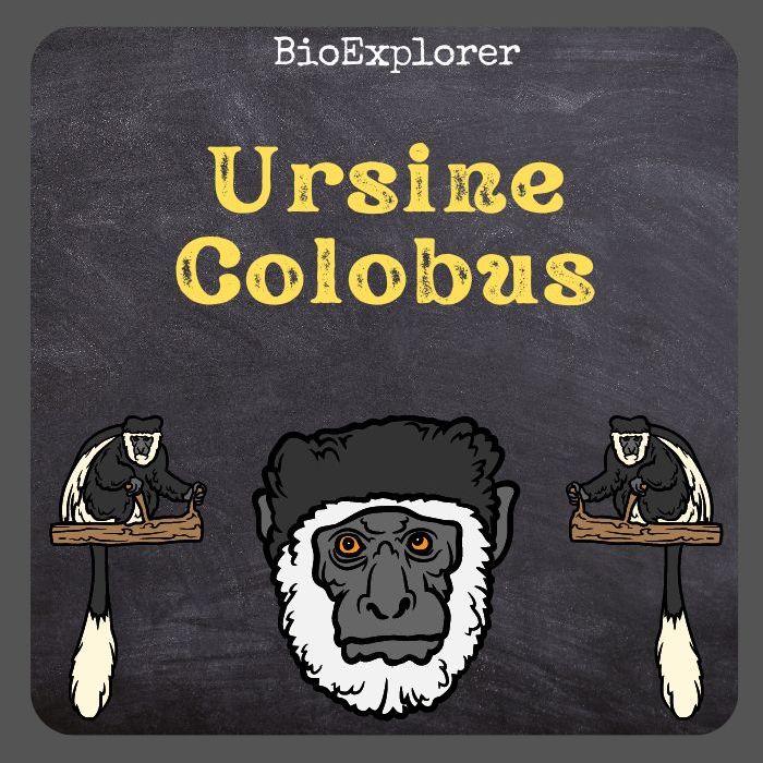 Ursine Colobus