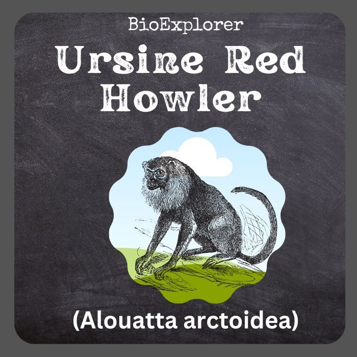 Ursine Red Howler