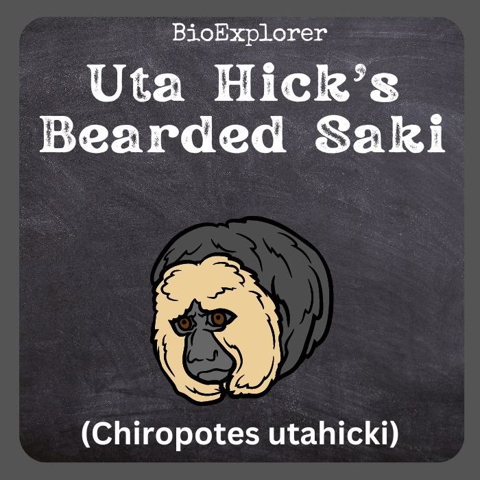 Uta Hick's Bearded Saki