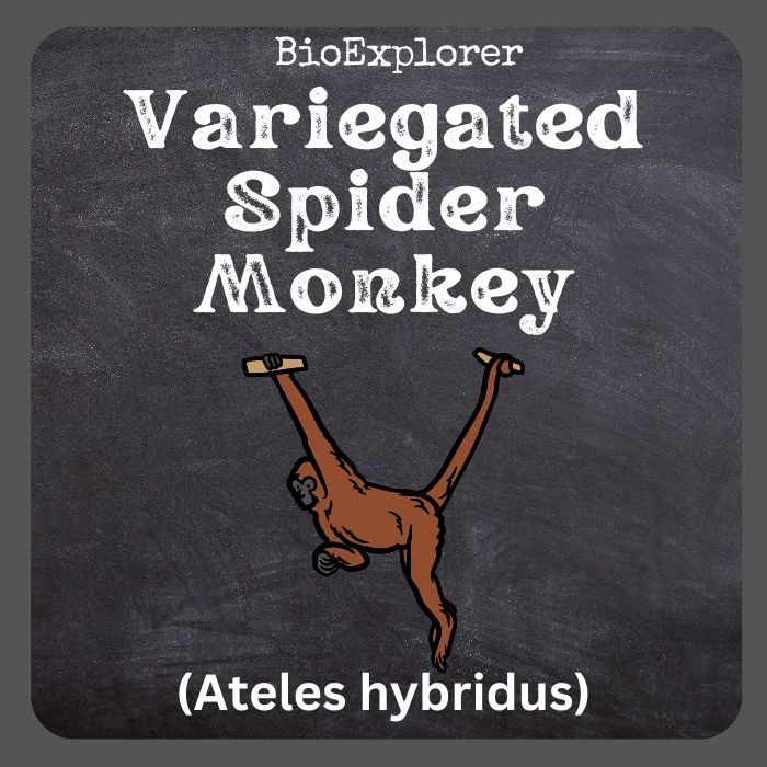 Variegated Spider Monkey
