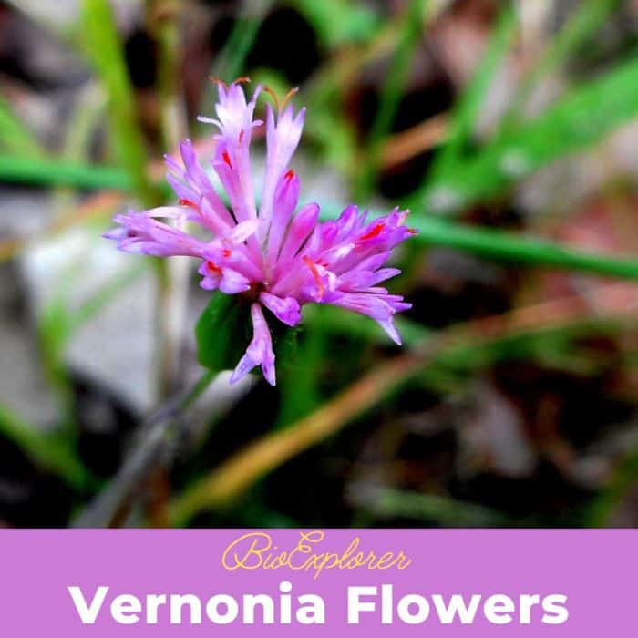 Vernonia Flowers